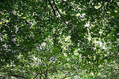 《妮姬：胜利女神》联动《Re：从零开始的异世界生活》 公布爱蜜莉雅正面立绘